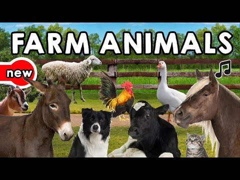 Farm Animals Song and Vocabulary (İngilizce Çiftlik Hayvanları Şarkısı ve Sözlüğü)