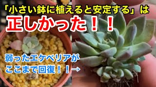 【多肉植物】「鉢のサイズ小さい方がいい」は正しかった！