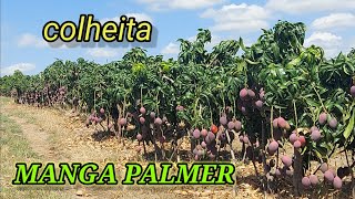 colheita de manga palmer no sertão