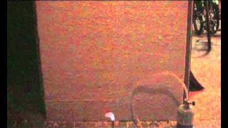 Lycopodium