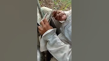 Câu cá lóc 1,5kg ở rừng U Minh Thượng