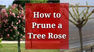 Tree Rose Pruning (Rose Standard)