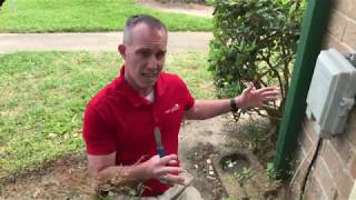 Eastern Subterranean Termites On Building