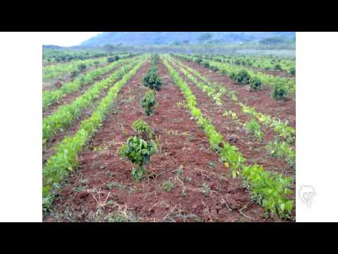 Blessing Shumba - Iye Anoti (with lyrics)
