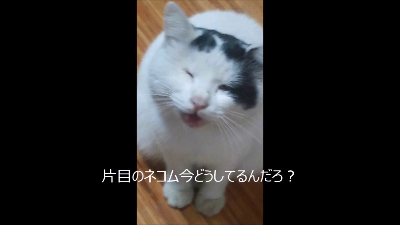 片目の猫ネコム Youtube
