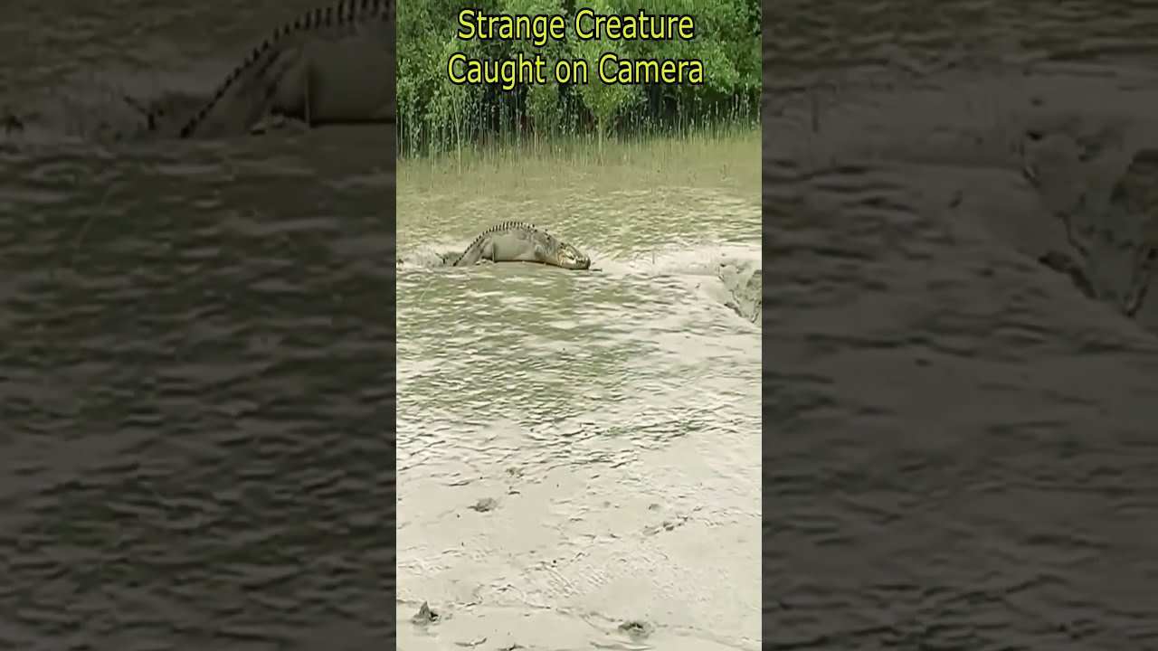 Strange Creature Caught On Camera