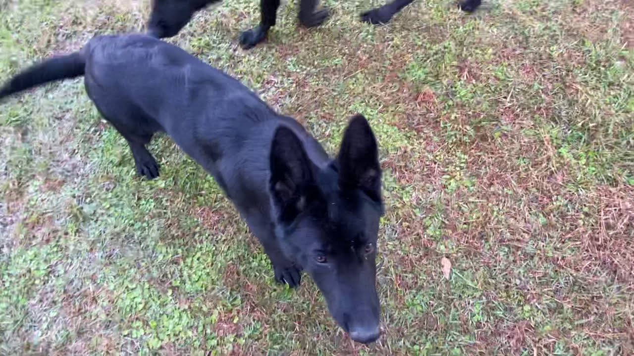 Saturday morning with 7 Black German Shepherds