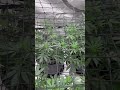 Blueberry cheese #Advancednutrients