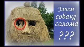 Зачем собаке солома???