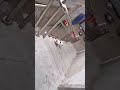 🐱 Fearless Cat Conquers the Stairs Like a Pro! 😍 #usashorts #cat #fyp #shorts