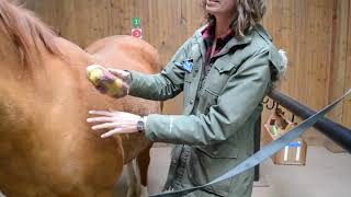 H&H Volunteer Tips: Grooming