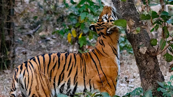 Beasts of Tadoba #7 | Moody Madhuri
