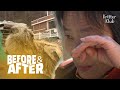 Rescuing The Dog Covered In Blood, Dirt, And Her Excretion | Before & After Makeover Ep 11