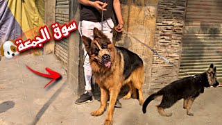 اجمد كلاب جيرمن وروت وايلر في سوق الجمعه بالسيدة عائشة سوق الكلاب️
