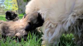 PuppyFinder.com : Puppies playing Camera Feed