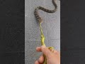 Pescaria de Cobra Rei | Shorts | Biólogo Henrique