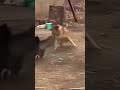 Dog cat fight #moosewala