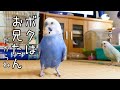 イクメンなインコ２　ポコちゃんはお兄たんー全てのことはポコ兄が教えてくれたー