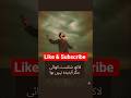 lakh shikast khai magar abdeeda nhi huwa #tiktok #sad #trending #viral #poetry #love #fyp #reels