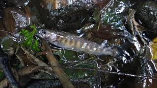 群馬県渓流釣り情報利根川支流薄根川支流桜川 8 14 魚釣り系you Tuberまとめサイト Fishing