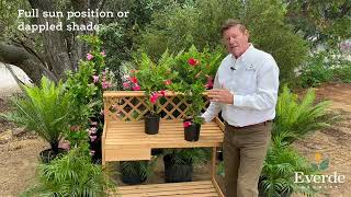 Everde Growers Grows Mandevilla Bella Pink