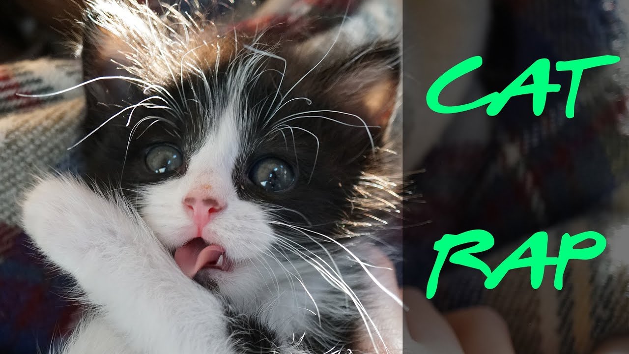 Cat Rap YouTube
