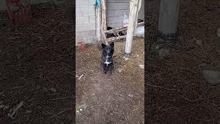 Iyi Olanada Kimse Iyi Demez Şfet