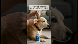 강아지 귀 건강 지키기 초간단 청소 팁!