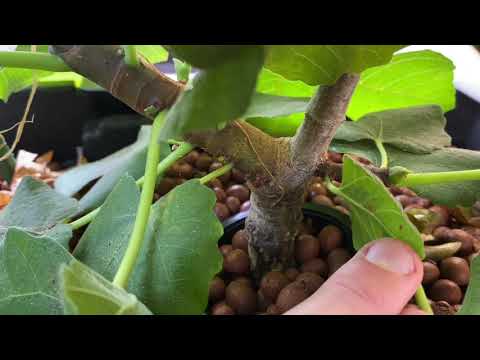 Hydroponic Brown Turkey