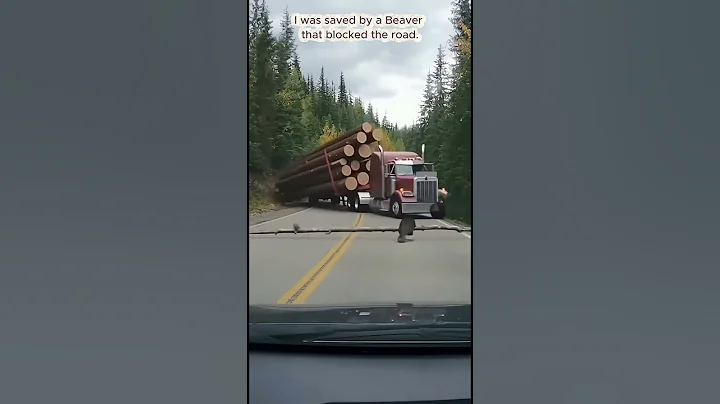 I thought this Beaver was just being a nuisance... it saved me from the falling logs.