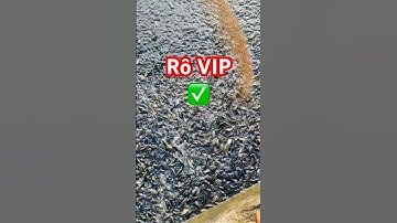 @carophivietnam✅ Thăm Cá Rô Phi mẫu đẹp dòng VIP phát triển nhanh #cárôphi 0962734709 #giathuysan