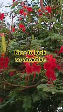 Atractive at the sight nice  flower  / Kabaros Channel