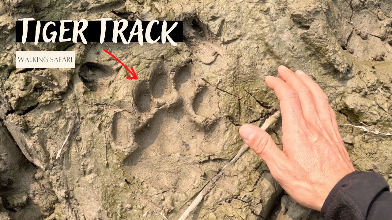 В поисках бенгальских тигров во время пешего сафари | Читван, Непал