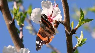 Beautiful rhythmic music/flawless caption /with butterflies screenshot 4