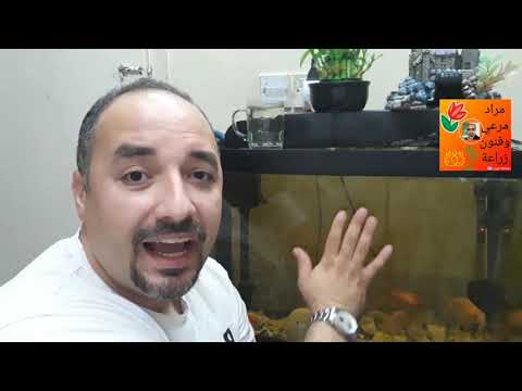 فيديو: سماد لأحواض السمك - نصائح حول تسميد بركة بالسمك بداخلها