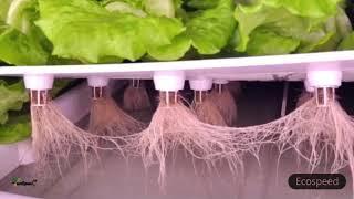 Ecospeed Vertical Farming with LED grow light
