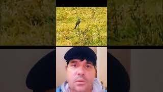 #como chama esse# pássaro na sua cidade
