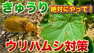 【きゅうり栽培】ウリハムシ対策すぐに対策をしないと被害が拡大しますきゅうり、かぼちゃ、スイカ