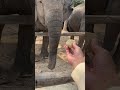 Amazing elephant tour in Siem Reap!