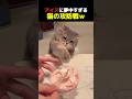 【 アイスに夢中すぎる猫の攻防戦ｗ 🔥 】