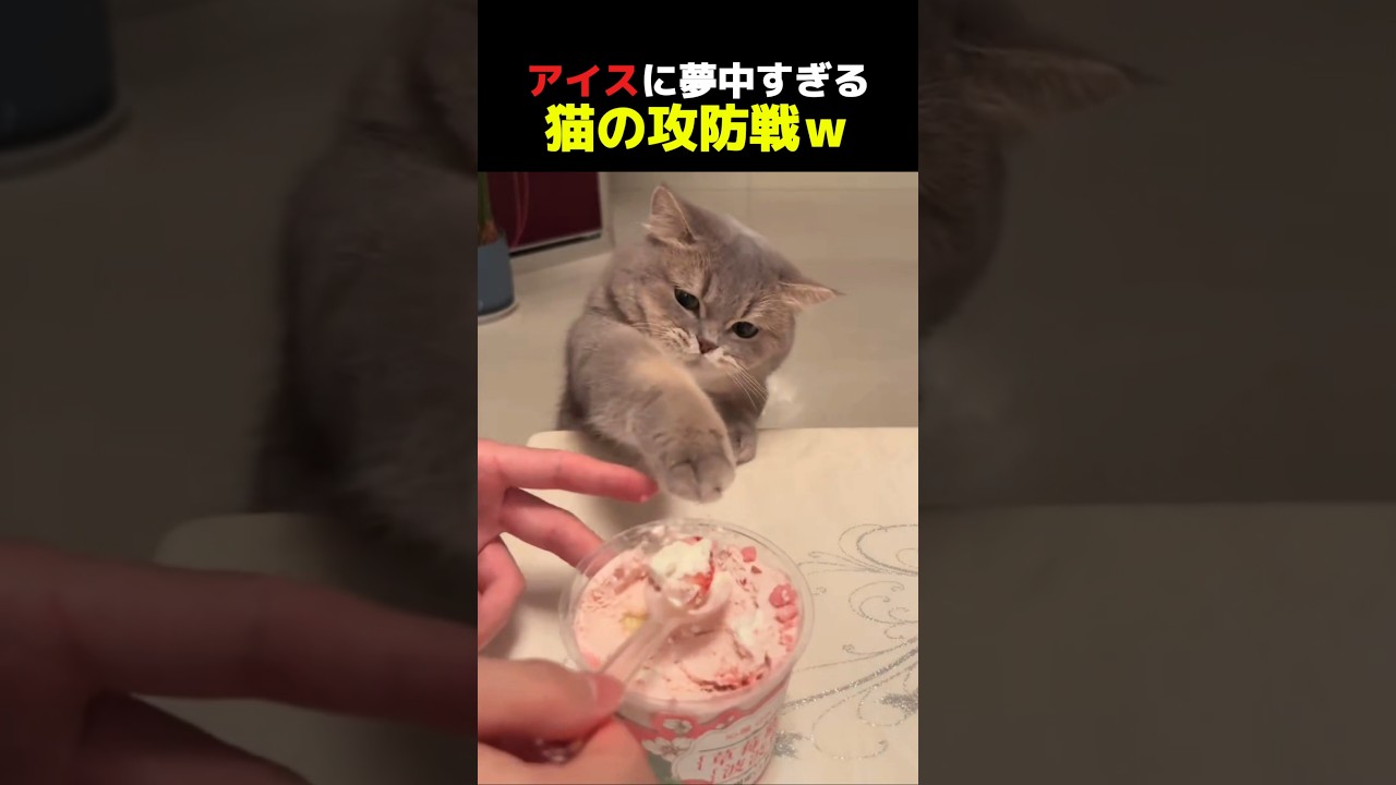 【 アイスに夢中すぎる猫の攻防戦ｗ 🔥 】