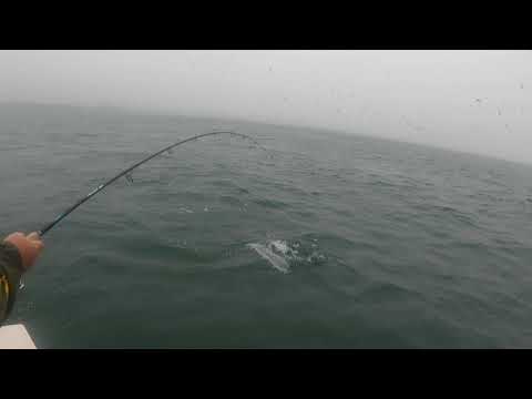 Catching Bluefish on Diamond Jigs
