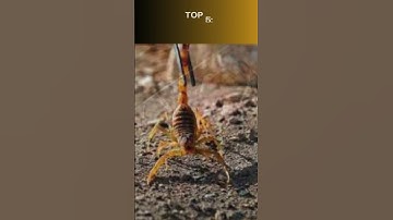 Top 10 Loài vật có nọc độc nguy hiểm nhất thế giới #animals #top10#rắn#cá#kiến#bò cạp#