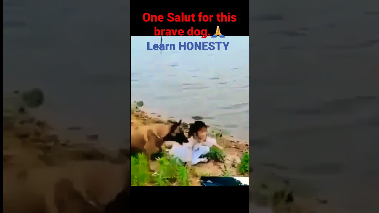 Dog save small girl ||Smart dog  ||dogs save lifes || intelligent dog|| 😲😲