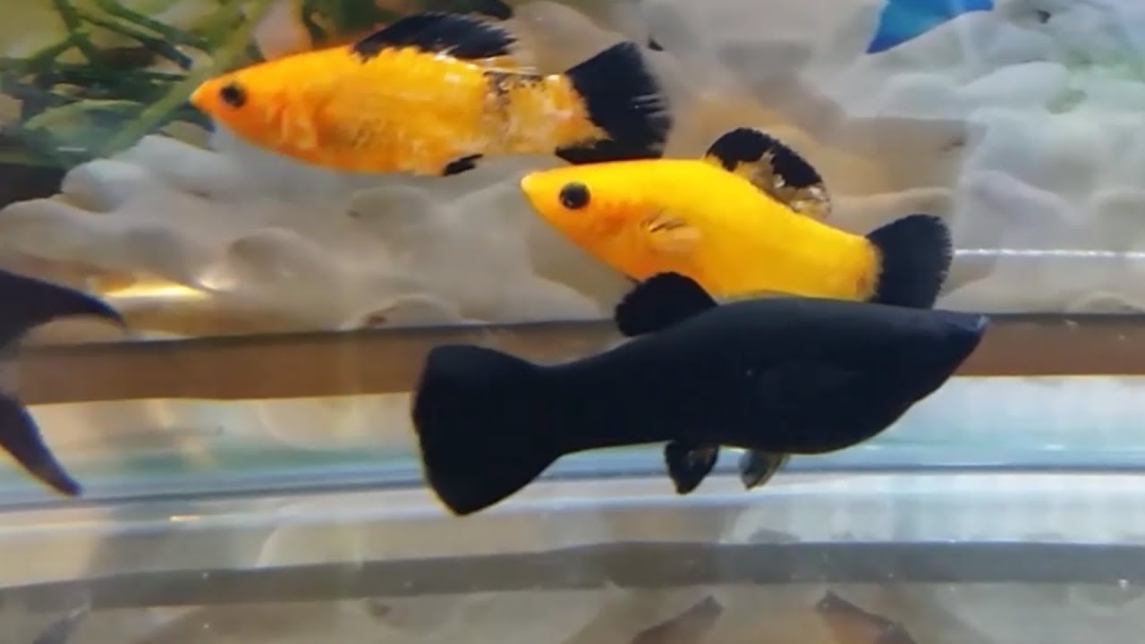 Bare bottom or substrate? pros and cons for bare bottom fish tank or using substrate/kind of  gravel