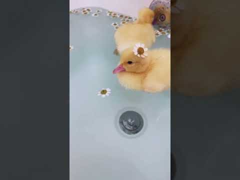 МИЛЫЕ И ЗАБАВНЫЕ
