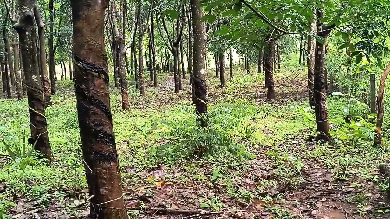 60000 രൂപക്ക് ഒരു വീടും സ്ഥലവും ഹോം സ്റ്റേ നടത്താൻ അനുയോജ്യം