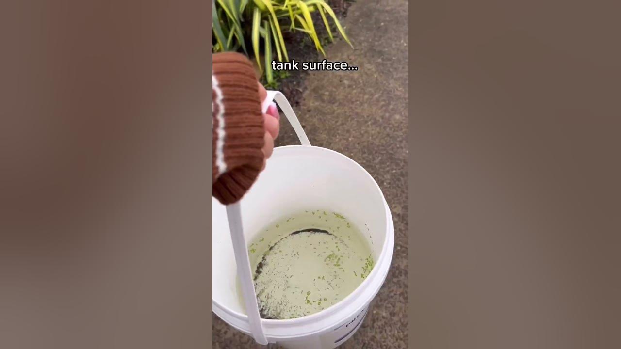 How Do I Clean my Tank with SO much DUCKWEED? YouTube