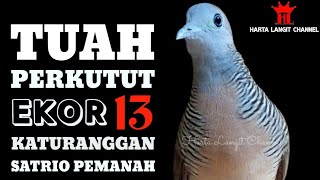 Tuah Perkutut Katuranggan Satrio Pemanah Ekor 13