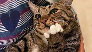 Funniest Animals 2023😂 Videos of funny cats and kittens for a good mood! 😻